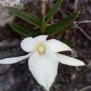 Image of Angraecum coutrixii Bosser