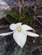 Imagem de Angraecum coutrixii Bosser