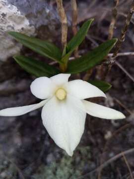 Angraecum coutrixii Bosser resmi