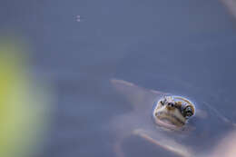 Image of Jardine River Turtle