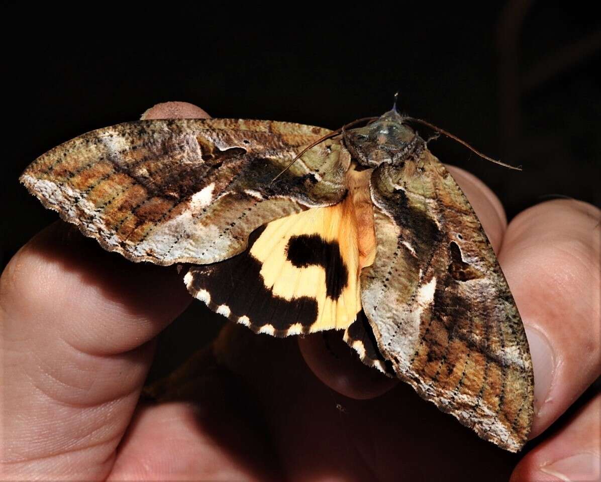 Image of Eudocima phalonia (Linnaeus 1763)