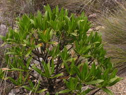 Image of Flourensia resinosa (Brandeg.) Blake