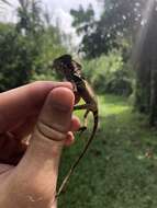 Image of Hernandez's helmeted iguana