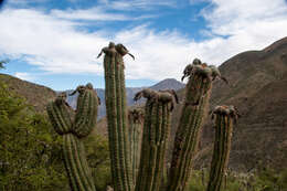 Image of Trichocereus tacaquirensis