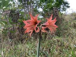 Слика од Hippeastrum stylosum Herb.