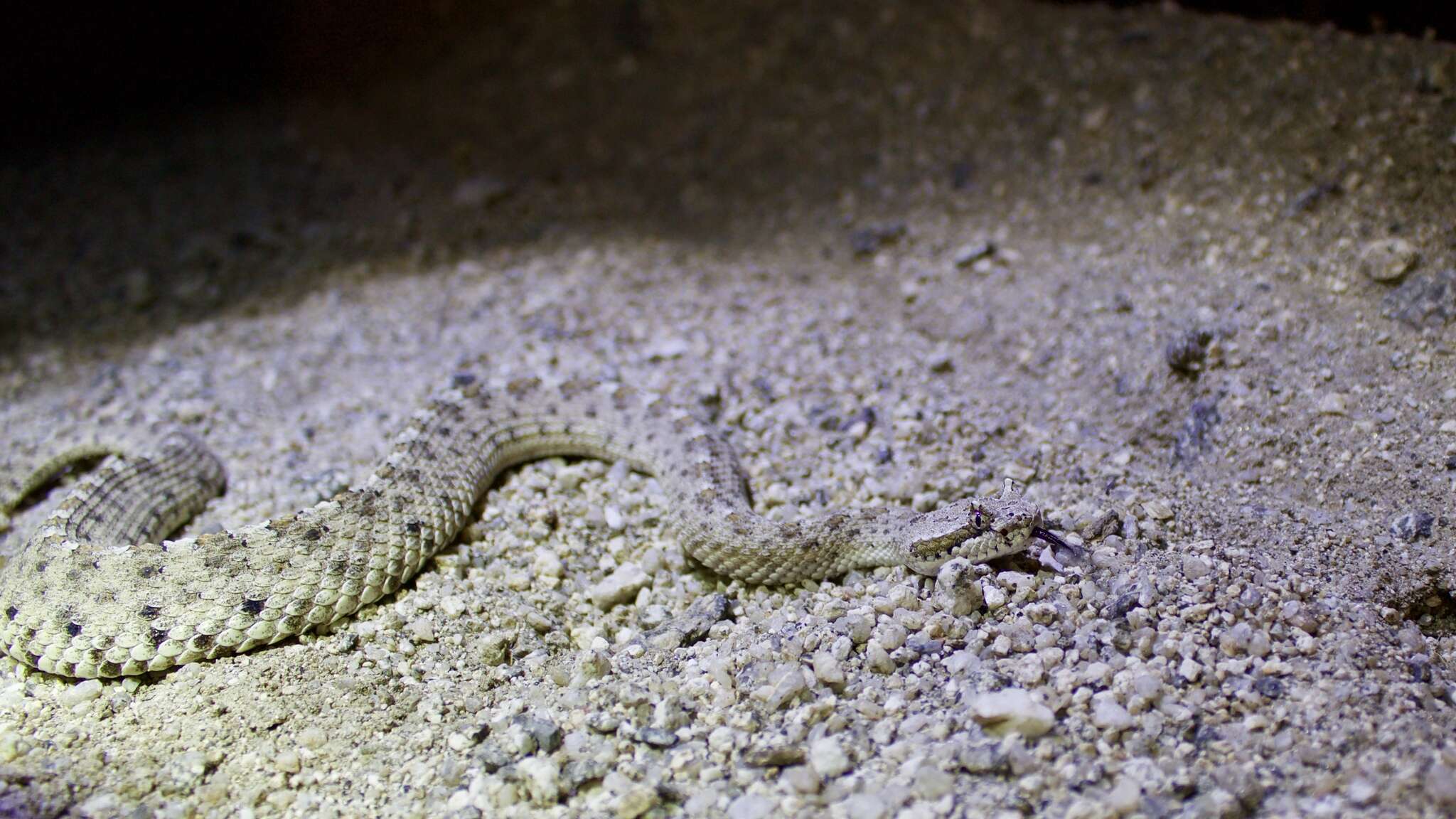 Image of Crotalus cerastes laterorepens Klauber 1944