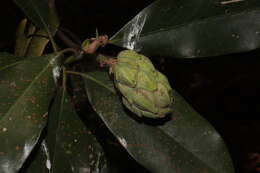 Image of Magnolia pugana (Iltis & A. Vazquez) A. Vazquez & Carvajal