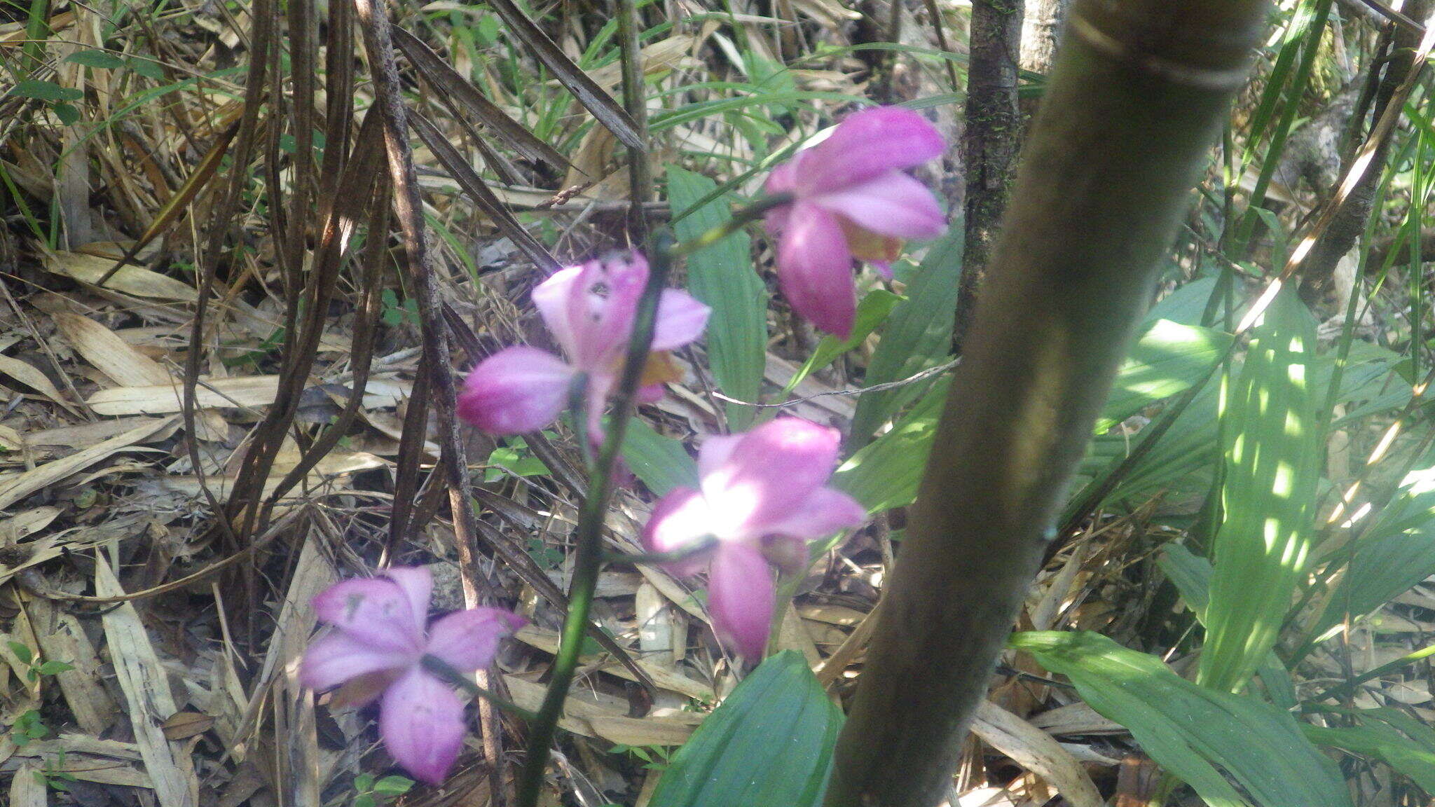 Image of Gastrorchis francoisii Schltr.