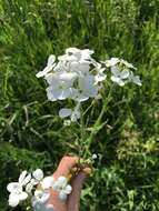 Слика од Hesperis sibirica L.