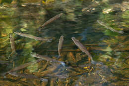 Image of Top minnow