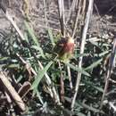 Image of Centaurea aspera subsp. stenophylla (Duf.) Nym.