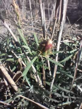 Image de Centaurea aspera subsp. stenophylla (Duf.) Nym.