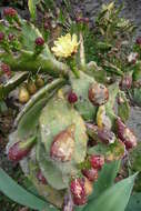 Image of Common Pricklypear