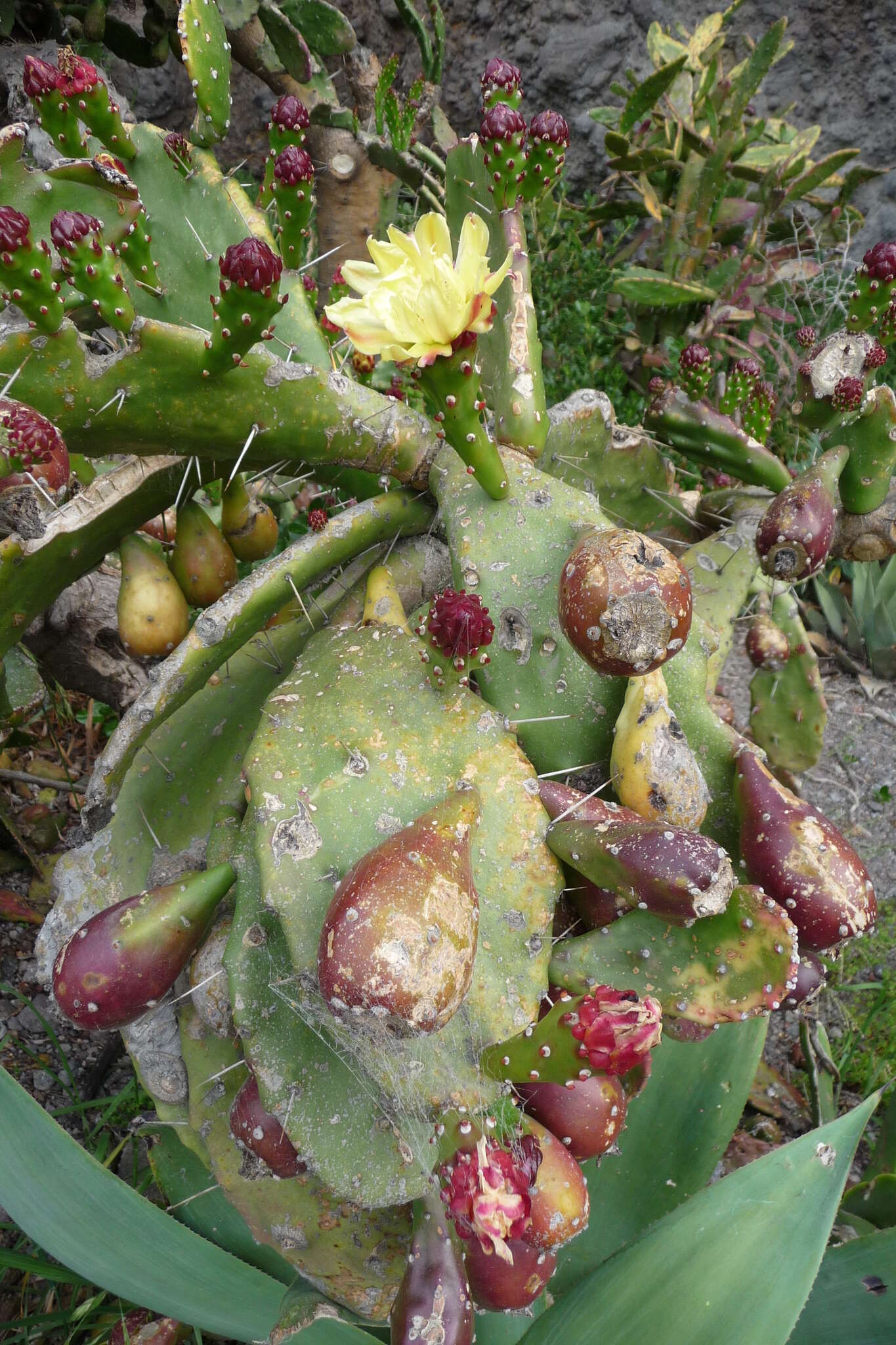 Image of Common Pricklypear