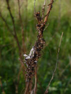 Image of rope dodder