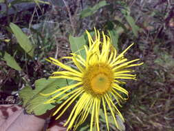 Image of Hooker's inula