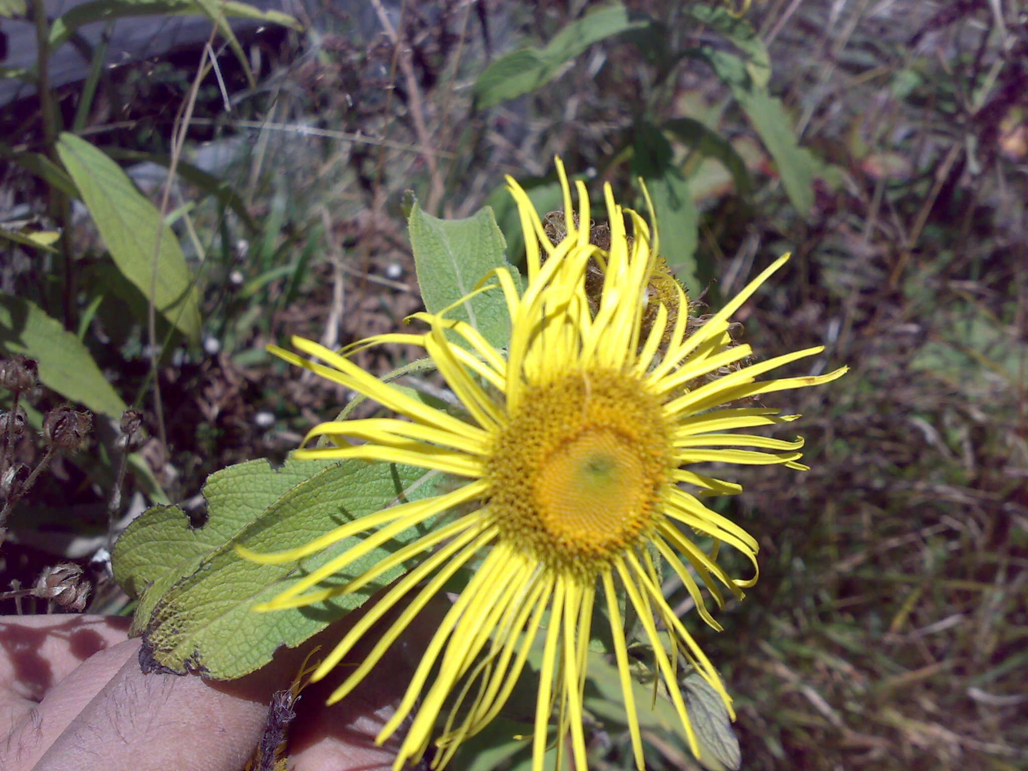 Image of Hooker's inula