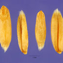 Image of naked oat
