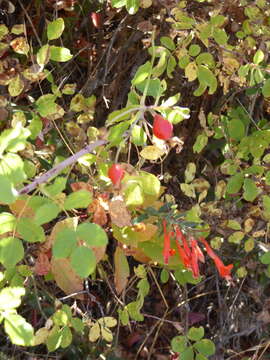 Imagem de Epilobium canum subsp. latifolium (Hook.) P. H. Raven