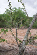 Image of Pereskia sacharosa Griseb.