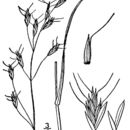 Image of false melic