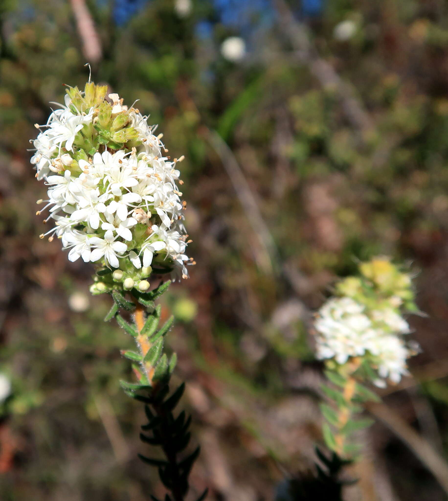 Image of Agathosma planifolia Sond.