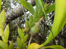 Image of Woolly Orchid