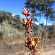 Penstemon gentianoides (Kunth) Poir.的圖片