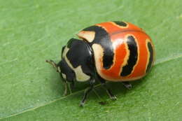 Image of Coccinella trifasciata perplexa Mulsant 1850