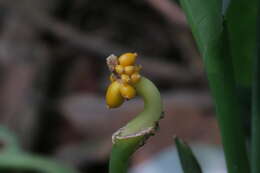 Imagem de Aglaonema commutatum Schott