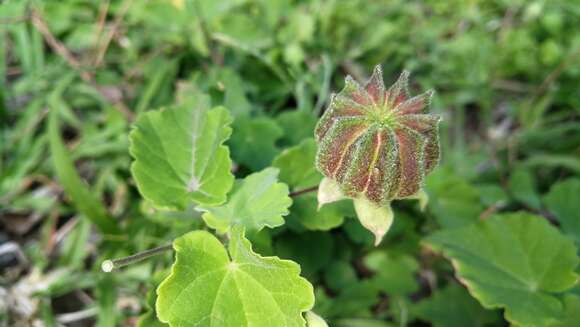 Image of Abutilon sonneratianum (Cav.) Sweet