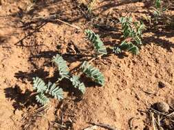 Image of woolly prairie clover