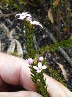 Image of Zieria aspalathoides A. Cunn. ex Benth.