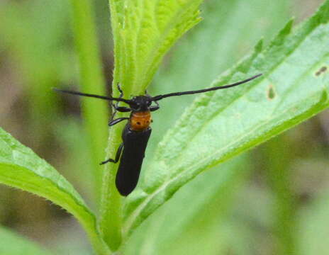 Image of Raspberry Cane Borer