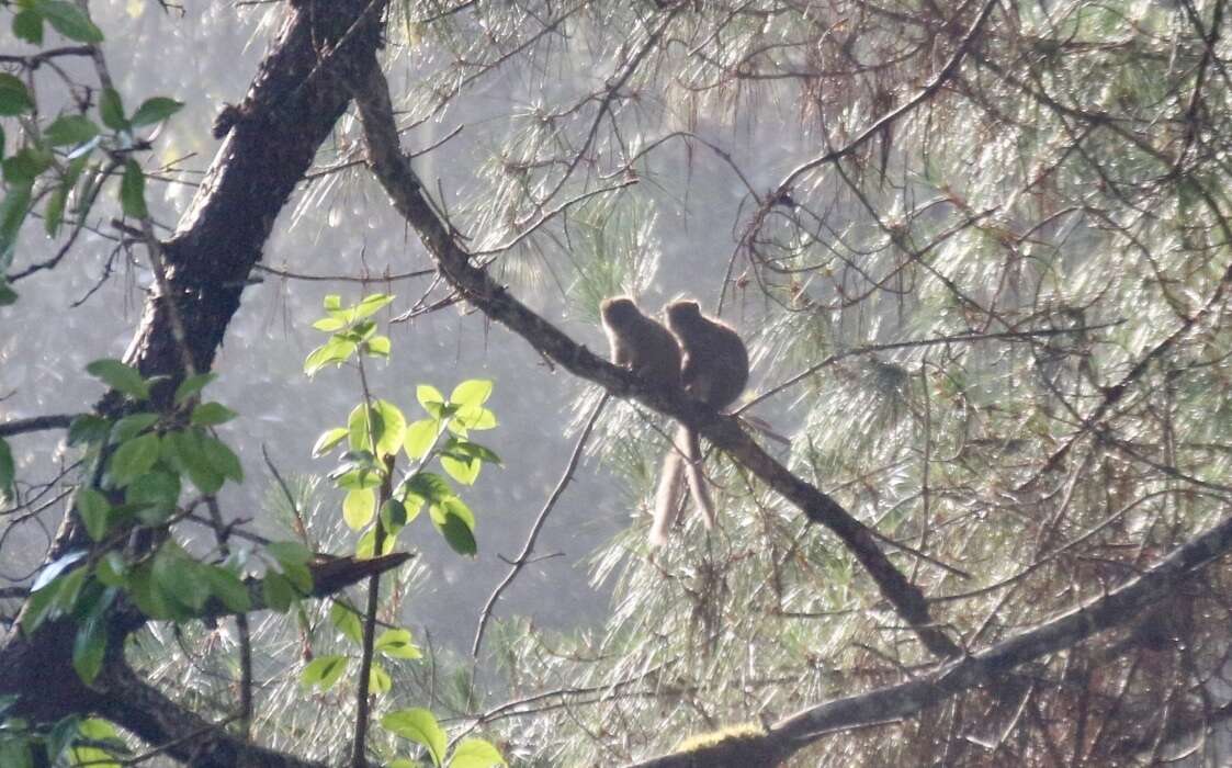 Image of Bamboo Lemur