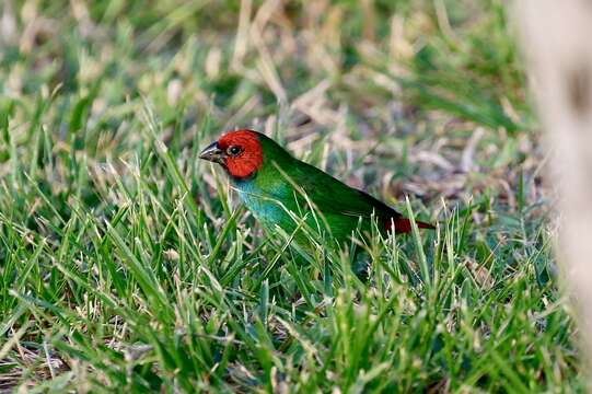 Image of Fiji Parrotfinch