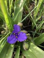 Image of Tharp's spiderwort