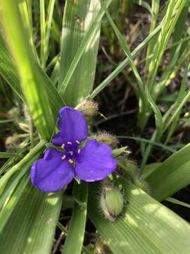 Image of Tharp's spiderwort