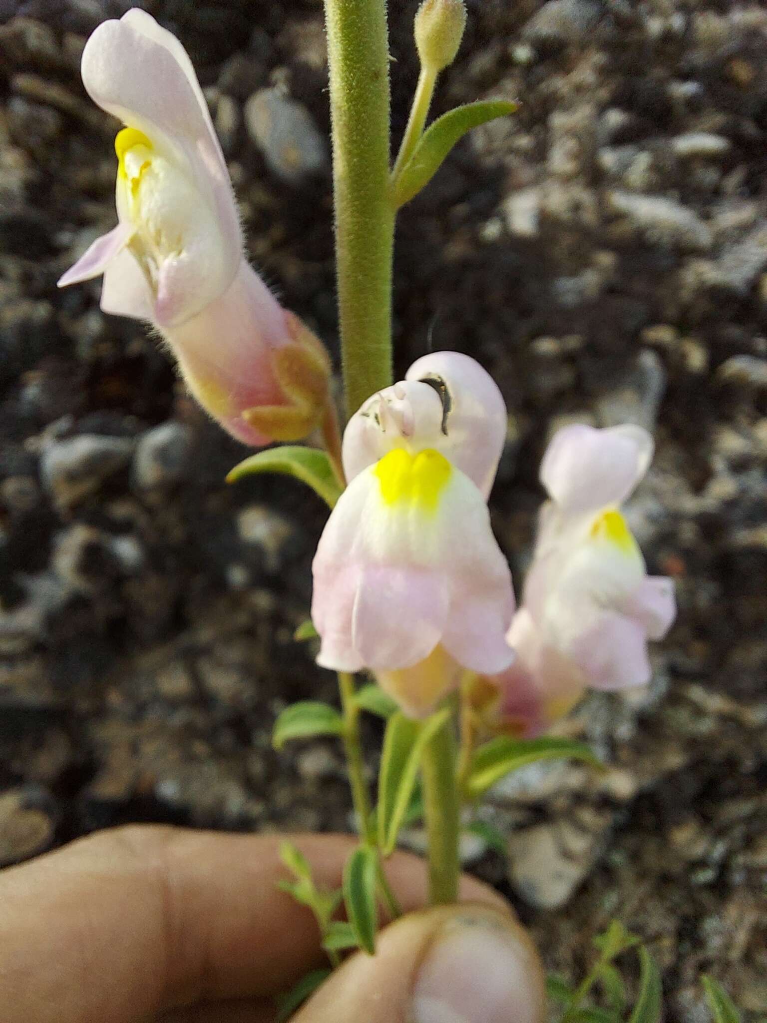 Image de Antirrhinum graniticum Rothm.