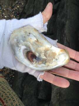 Image of Oyster