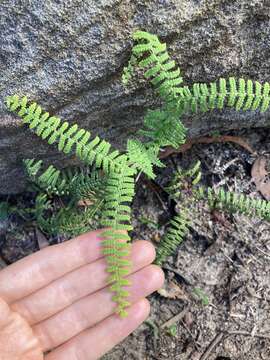 Image of Gleichenia rupestris R. Br.