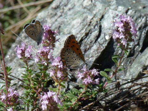 Image of Lycaena alciphron gordius