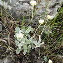 Image of Helichrysum grandiflorum (L.) D. Don