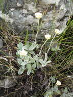 Слика од Helichrysum grandiflorum (L.) D. Don