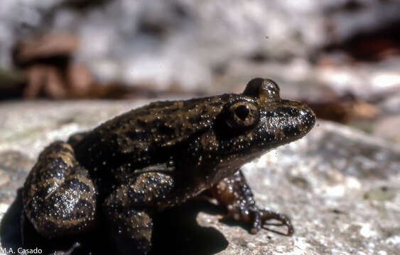 Image of Tyrrhenian Painted Frog