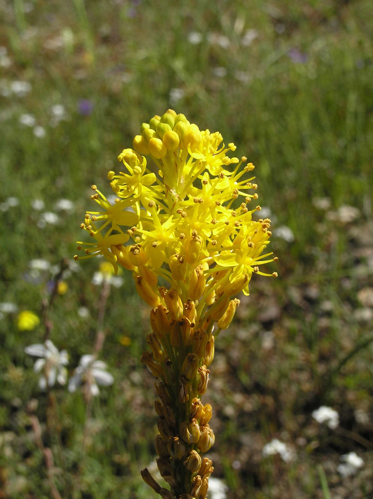 Image of Bulbinella triquetra (L. fil.) Kunth