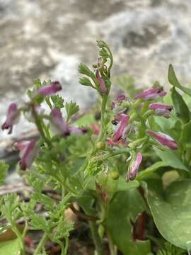 Image of Fumitory