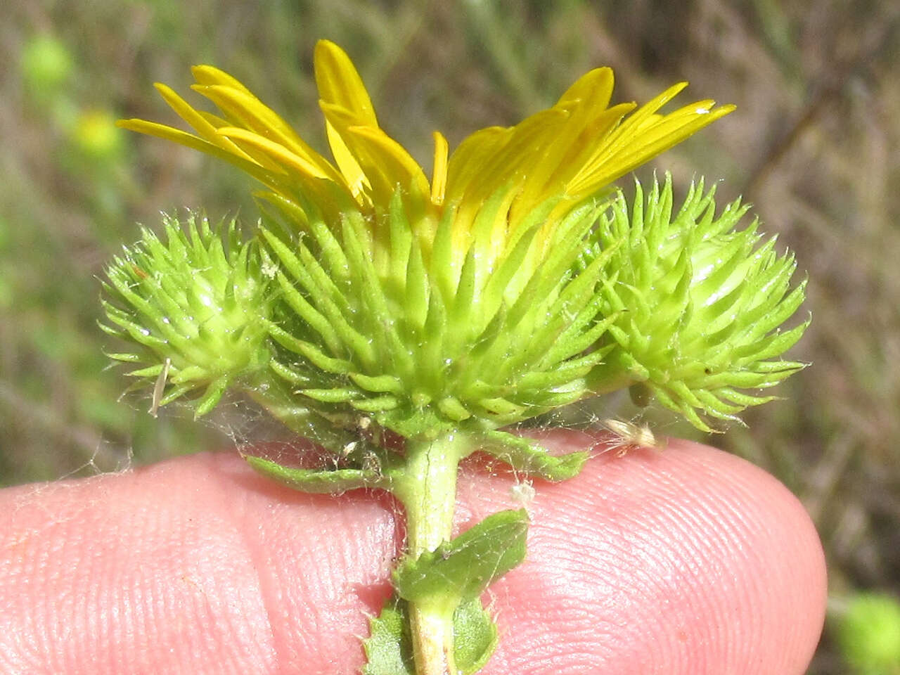 Image of narrowleaf gumweed