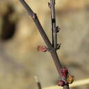 Image of Microloma armatum (Thunb.) Schltr. ex E. Gilg & C. Benedict