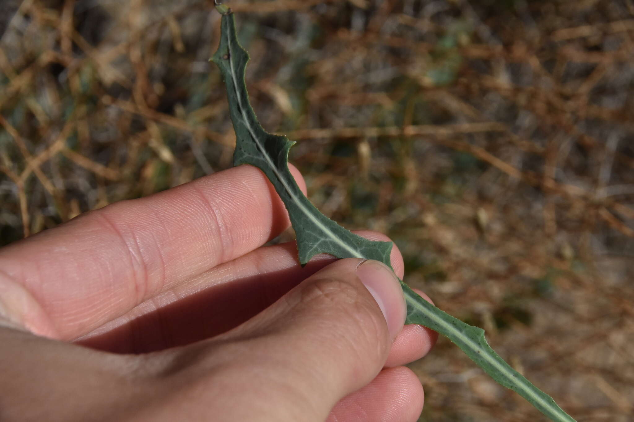 Image of Launaea lanifera Pau